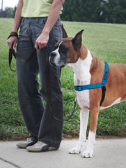 PetSafe Deluxe Easy Walk correas transpirables para mayor comodidad