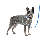 Arnés PetSafe Easy Walk frente con enganche delantero para paseos más controlados.