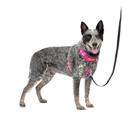 PetSafe Easy Walk Comfort con frente y bucle martingala para redirigir tirones