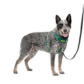 Arnés PetSafe Easy Walk con frente martingala para paseos más controlados