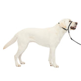 PetSafe collar frontal sin tirones, detalle nariz acolchado para paseos más tranquilos.