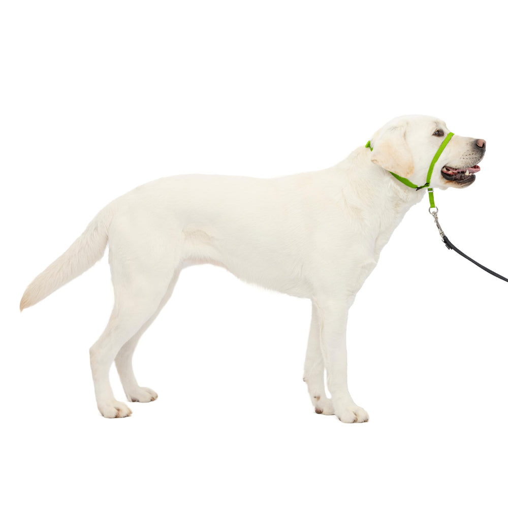 PetSafe Gentle Leader: aro-nariz-acolchado para paseos más calmados.
