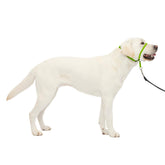 PetSafe Gentle Leader: aro-nariz-acolchado para paseos más calmados.