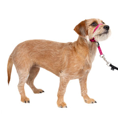 PetSafe Gentle Leader collar nariz acolchado para paseos sin tirones y control suave