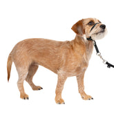 PetSafe Gentle Leader con nariz acolchado para paseos más tranquilos