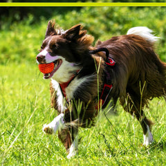 PetSport Gorilla Ball textura espinosa para masajes dentales suaves