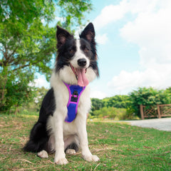 PHOEPET arnés reflectivo para perro, visible en la oscuridad y reduce riesgos