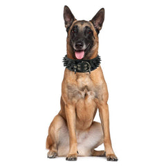 Pimaodog collar con herrajes niquelados, diseño resistente
