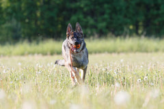 Nudos en la cuerda de PlayfulSpirit seguridad para perros activos.