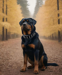 Collar PP COLOR con protección del cuello y diseño robusto para perros.