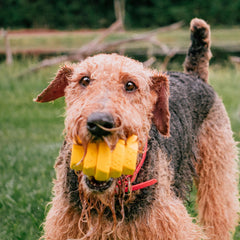 Dispensador de premios PROJECT HIVE para perros grandes, fomenta interacción