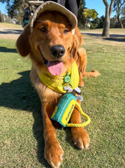 PUPROAR Juguete para perro con cuerda duradera para tirar y buscar.