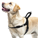 Arnés PUPTECK para perro grande, vista frontal, ayuda a paseos con control.