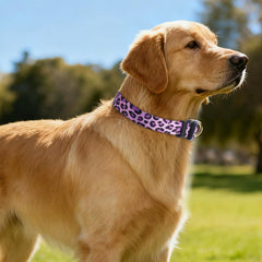 QQPETS collar ajustable con patrón floral multicolor para perros activos.