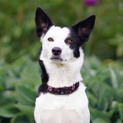 Collar QQPETS con diseño floral para perros pequeños en caminatas