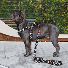 QQPETS correa de 5 pies para caminar con control.