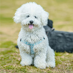 QQPETS correa de 5 pies para perro, longitud ideal para caminar.