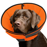 Cono Queenmore suave y ligero para perro, ideal para recuperación cómoda.
