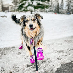 QUMY zapatos caninos con diseño-lindo para paseos diarios