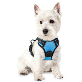 Arnés Rabbitgoo sin tirones azul XS para perros pequeños, cómodo y seguro en paseos.