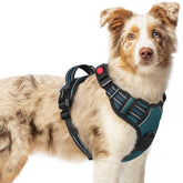 Arnés Rabbitgoo para perro mediano con 3 hebillas para ajuste seguro.