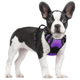 Arnés Rabbitgoo con diseño morado y no tiras, cómodo para paseos diarios