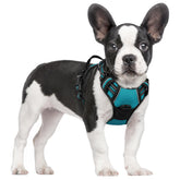 Arnés Rabbitgoo sin-tiro para perro, clip delantero, color turquesa, ideal para entrenar tirones.