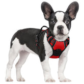 Arnés Rabbitgoo para perros pequeños, enfoque frontal para paseos sin tirones.