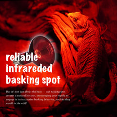 ReptiKing uso en terrario para reptiles diversos y anfibios