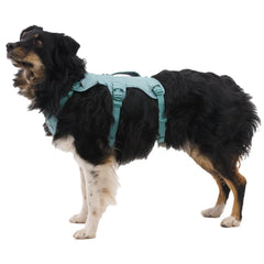 Puntos de enganche triple en Ruffwear Web Master para entrenamiento y paseo.