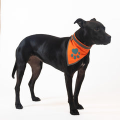 SafetyPUP XD bandana naranja-detalle-costuras, diseño detallado y acabado duradero