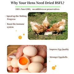 SANSECT uso-crianza-aves: gallinas, patos y pavos se benefician.