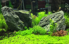 Raíces y hojas de plantas acuáticas con Flourish Advance promoviendo crecimiento.