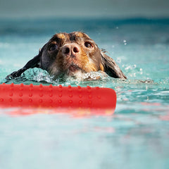Segzwlor Juguete de Lanzamiento para Perro: facilita lanzar lejos y mantener la atención.