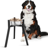 SHAINFUN soporte elevado para perro con plato a altura cómoda durante la comida