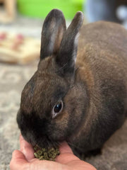 Sherwood Pet Health sin granos para conejo, apoyo digestivo