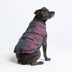 Spark Paws chaqueta invierno cosmico 3XL en perro, protección al frio