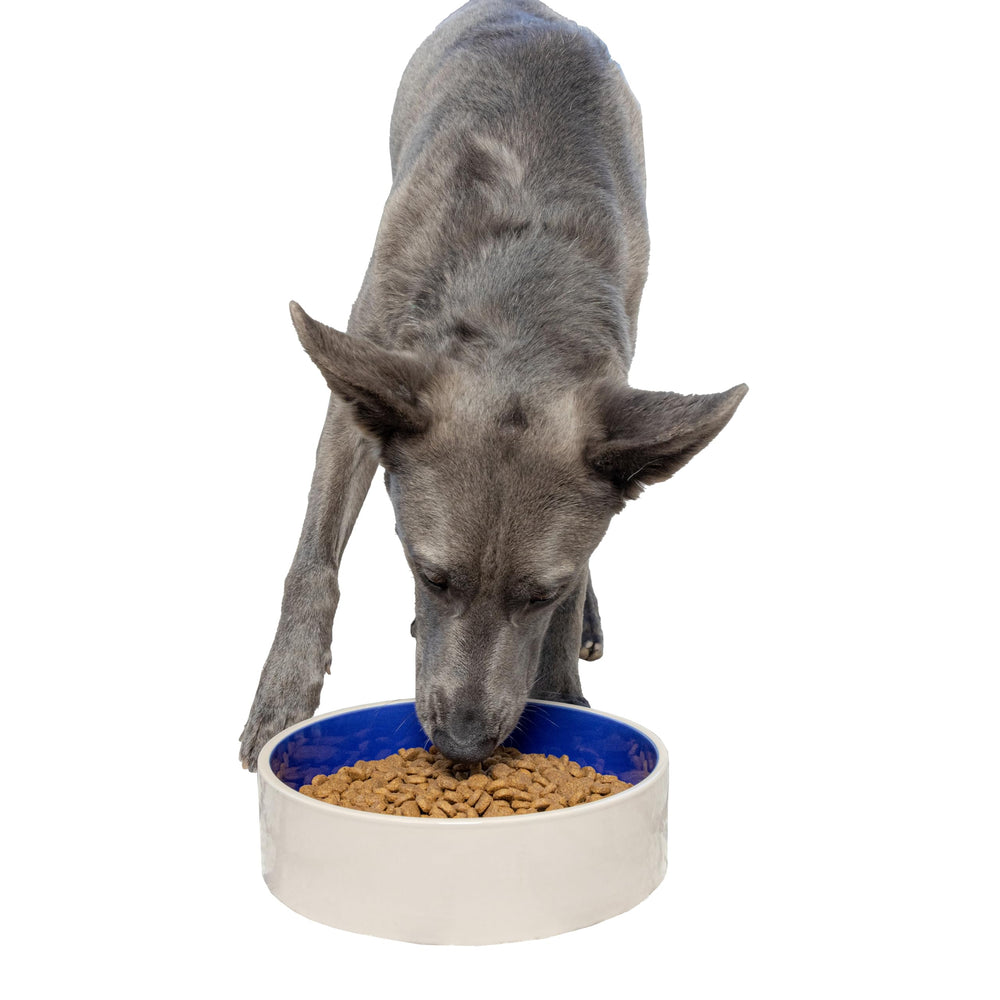 SPOT tazón cerámico grande para alimentos y agua del perro.