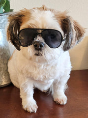 Style Vault G029 ajuste cómodo para chihuahua y otras razas pequeñas