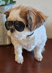 Style Vault G029 perfecto como prop para fotos de perros pequeños