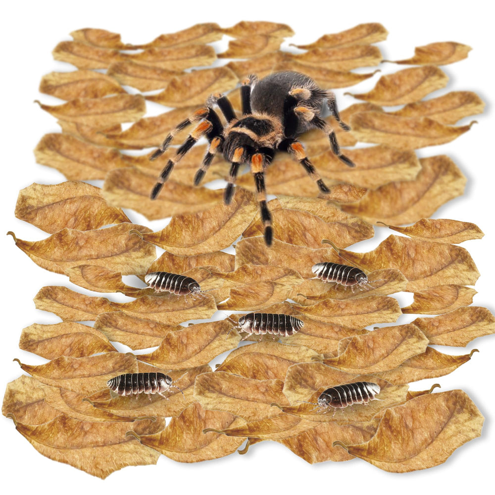SunGrow mini catappa hojas secas crean refugio seguro para tarántulas