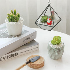 Piedras para plantas pulidas T4U crean sustrato decorativo.