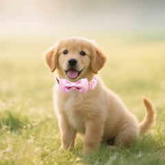 Collar Tunkoo en talla pequeña, ajuste cómodo para cuellos delicados.