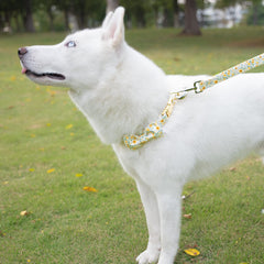 Tunkoo correa para perro floral margarita, anillo en D robusto para mayor durabilidad.