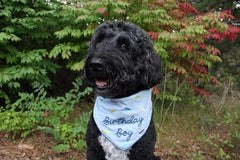 Two Tails Bandana para mamas-perro: añade encanto y comodidad a paseos.