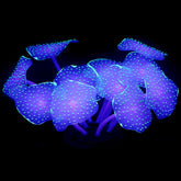 Uniclife coral bola verde brillante, ideal para crear paisaje submarino atractivo