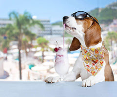 Unique Style Paws bandana-perro-doble-capa, duradera para aventuras al aire libre