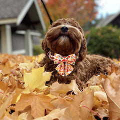 Unique Style Paws collar algodón suave, perfecto confort diario para perros activos.