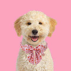 UP URARA PUP collar con hebilla metálica, seguro y duradero para paseos.
