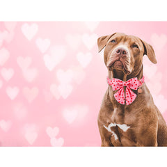 UP URARA PUP lazo desmontable para cambiar de look fácilmente.